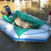 Pfleger retten einen Gepard vor dem Hochwasser.