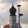 Neuer Mast mit alten Nestern: Statt auf dem Funkmast sollen die Störche in Pfaffenhausen künftig auf dieser Konstruktion brüten. 