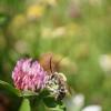 Auf dem im Frühjahr 2020 angelegten Blühacker von Erich Klas in Oberwindach fühlen Wildbienen sich wohl – unter anderem ist dort die Langhornbiene entdeckt worden.