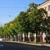 Die Linden in der Fuggerstraße liegen der Augsburger Baumallianz am Herzen. Die Vereinsmitglieder wünschen sich, dass die Bäume erhalten bleiben. 