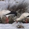 Die Baierner Störche haben sich dauerhaft in der Gemeinde niedergelassen. In den vergangenen Jahren wurden sie bei Eis und Schnee manchmal mit Fleisch versorgt. 