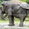Elefantendame Targa wurde im Augsburger Zoo stolze 67 Jahre alt. 2022 starb das beliebte Tier.