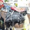 Der 75-jährige Ruhestandspriester Lucien Converset ist zu Fuß mit Esel Isidor unterwegs nach Bethlehem.  