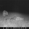 In der Nacht zum Samstag wurden in Igenhausen sechs Schafe gerissen und zwei weitere verletzt. Daraufhin installierte der Jagdpächter Josef Haimer eine automatische Wildkamera. In der Nacht zum Sonntag nahm sie dieses Foto auf. Es zeigt den mutmaßlichen Wolf, der offenbar zu einem von zwei auf der Weide verbliebenen Kadavern zurückgekehrt war.