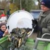 Die Schleien aus der Fischzucht von Alfred Stier finden in der Donau eine neue Heimat. 