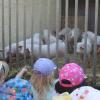 Auf dem Bauernhof der Familie Meitinger leben auch Ferkel (links). Einige Kinder durften sich sogar in das Führerhaus des Traktors setzen (rechts). 	