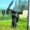 Die Schimpansen im Augsburger Zoo müssen in einem Gehege leben, das nicht mehr tierschutzgerecht ist.