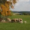 Erstmals findet der Rieser Schaftag in der Monheimer Alb statt, denn auch dort gibt es Schäfer. Konkret sind Blossenau und Daiting die Veranstaltungsorte.