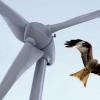 Rotmilan und Windräder – das verträgt sich nicht. Daher dürfen in den Gebieten, in denen der geschützte Vogel zuhause ist, keine Anlagen errichtet werden. In Wallerdorf darf kein darum Windpark gebaut werden. Das hat das Landratsamt entscheiden. Im benachbarten Riedheim dagegen ist die Sache anders, so die Behörde. 