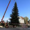 Ein Autokran stellt den Gersthofer Christbaum auf dem Rathausplatz auf. 