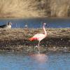 Peter Mielke aus Günzburg hat diesen Flamingo bei einem Spaziergang am Rand der Vogelschutzinsel im nord-westlichen Mooswaldsee entdeckt. 