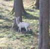 Bei einem Spaziergang bei Wollmetshofen hat Pfarrer Markus Schrom einen weißen Rehbock fotografiert. Das Tier ist nicht unbekannt in der Gegend.