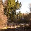 Am Montag begann die Rodung eines Waldstücks im Wehringer Ortsteil Auwald. Die Aktion wurde von Naturschützern kritisiert. Die Polizei überwachte die Straßensperrung.
