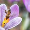 Bienen haben weitreichende Fähigkeiten: Sie nehmen Vibrationsfrequenzen wahr und legen ganze Landkarten in ihrem Gedächtnis an. Was Insekten fühlen - darüber ist weniger bekannt.