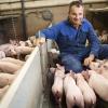 Johannes Scharl aus dem Landkreis Eichstätt hält seine Schweine schon jetzt nach modernen Standards. Künftig sollen die Tiere noch mehr Platz, Licht und Beschäftigung haben.

