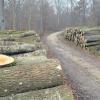 Im Wald bei Zöschingen soll in den kommenden Wochen weiter Holz eingeschlagen werden. Schon Ende des Jahres sollen sich dort zehn Windräder drehen. 