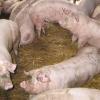 In einem Schweinestall bei Merching geht es den Tieren richtig gut. (Symbolfoto)