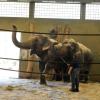 Targa und Burma im alten Haus des Elefantengeheges im Zoo Augsburg.