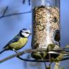 Einen Betrug mit Vogelfutter in größerem Stil gab es in Ziemetshausen. Die Polizei ermittelte einen Täter.