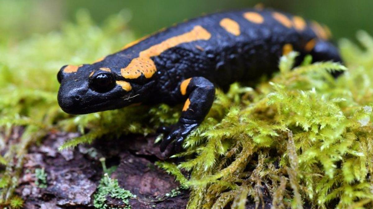 Neuer Infektionsherd: Tödlicher Pilz Bedroht Feuersalamander