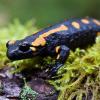 Ein tödlicher Pilz bedroht den Feuersalamander in Deutschland.