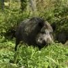Die Zahl der erlegten Wildschweine in den Wäldern des Forstbetriebs Kaisheim war in diesem Jagdjahr sehr hoch.  	
