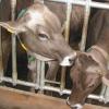 Ein Tierarzt impft Rinder gegen die Blauzungenkrankheit.