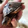 Schildkröten-Retter im US-Bundesstaat North Carolina haben eine skurrile Methode gefunden, um kaputte Panzer zu reparieren.