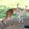 Ludwig Eder und Dagmar Schild von der Tierhilfe Augsburg-Eurasburg-Steindorf beherbergen auch Rehe. 2021 war ein besonders schwieriges Jahr für die Tierschützer. 