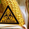 Mit dem Urteil des Europäischen Gerichtshofs haben die Verbraucher auch in Zukunft die Freiheit, zwischen gentechnikfreien und gentechnisch veränderten Lebensmitteln zu wählen.