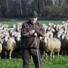 Etwa 500 Schafe gehören zur Herde, mit der Josef Hartl derzeit zwischen Pöttmes und Mühlhausen wandert. 