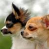 Die kleinste Hunderasse der Welt ist der Chihuahua.  Sie gelten als lebhaft und mutig. Für die Deutschen sind sie die drittbeliebteste Hunderasse. 