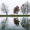 Bäume auf einem Damm spiegeln sich in einer Wiese im Hochwasser der Donau wieder.