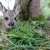 Weil er zwei Rehkitze beim Mähen getötet hat, muss ein Landwirt aus dem Raum Ammersee eine Geldstrafe begleichen.