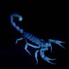 Im UV-Licht aus einem Geldscheinprüfer leuchtet dieser Skorpion (Hadrurus Arizonensis) blau bis grün fluoreszierend. 