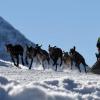 Etwa 100 Gespanne mit mehr als 500 Hunden begaben sich auch einen bis zu 18 Kilometer langen Parcours.