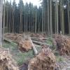 Hier hat Sturm „Sabine“ einige große Fichten umgeworfen. Oft fielen auch nur einzelne Bäume um. Das Amt für Ernährung, Landwirtschaft und Forsten appelliert an Waldbesitzer, das Sturmholz rasch aufzuarbeiten und aus der Fläche zu holen, damit diese Bäume keine Angriffsflächen für den Borkenkäfer liefern. Das Bild stammt aus dem Raum Krumbach. 	
