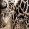 Giraffenweibchen Lada (links) ist tot. Das Tier stürzte und starb im Augsburger Zoo. Sein Junges "Luna" immerhin wird versorgt: Ein anderes Weibchen hat sich des Jungtiers angenommen.