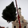 Der Friedberger Weihnachtsbaum wird am Marienplatz aufgestellt. 