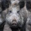 Wildschweine können die Afrikanische Schweinepest übertragen. Wie sich die Region für die Krankheit rüstet.  	