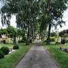 Imposante Bäume gibt es unter anderem auf dem Oettinger Friedhof. Die Stadt will nun ein Kataster aller Bäume im Stadtgebiet anfertigen lassen. 