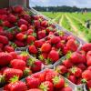 Einige Landwirte in Deutschland haben ihre Erdbeer-Ernte vernichtet.