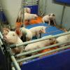 Etwa 300 Schweine werden auf dem Versuchsgut in verschiedenen Boxen gehalten. Wer in den Stall will, der muss vorher duschen.