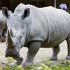 Nashornweibchen Kibibi im Augsburger Zoo hat überraschend ein Junges geboren, das jedoch eingeschläfert werden musste.