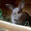 Ein Kaninchen ist nachts in Ludwigsfeld gestohlen worden.