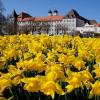 Narzissen blühen im Hofgarten in Günzburg, hinten ist das Schloss zu sehen. Könnte die Stadt ab 2030 Ausrichter der Landesgartenschau werden?