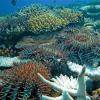 Dornenkronen-Seesterne grasen auf einem Korallenriff und hinterlassen weiße Korallenskelette.