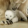 Eisbärendame Victoria mit ihrem Baby. Im Tierpark Hagenbeck wurde nun Kontakt zu dem Eisbärenjungen aufgenommen.