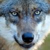 Nun ist es bestätigt: Ein Wolf hat das Schaf getötet, das vor gut zwei Wochen zwischen Bergheim und Irgertsheim gefunden wurde.