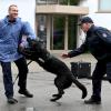 Hundeführer Dieter Lohr (rechts) und Schutzhund Gero zeigen, worauf sich renitente Bauarbeiter bei einer Zollkontrolle im Zweifel gefasst machen müssen.